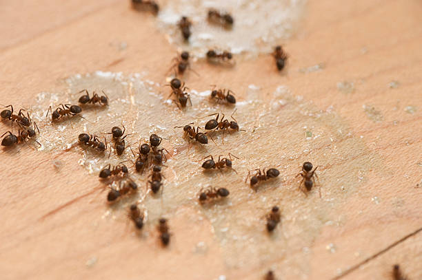 Best Cockroach Control Services  in Whitfield, PA